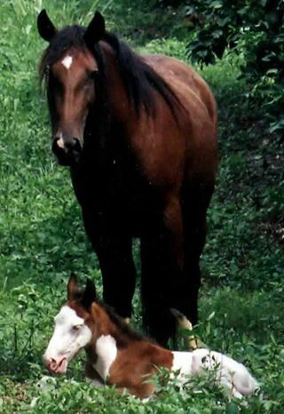 Abaco Barb Horses